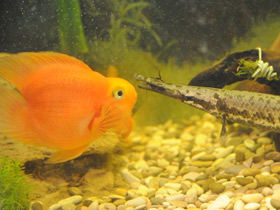 Фото Red Parrot Cichlid