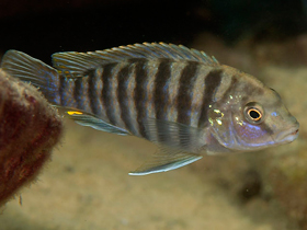 Фото Labidochromis ianthinus púrpura