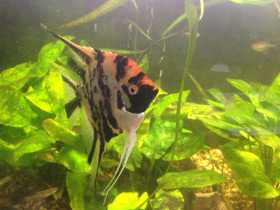 Фото Freshwater angelfish