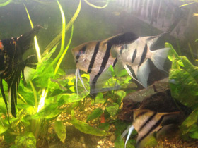 Фото Freshwater angelfish
