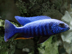 Фото Haplochromis azul