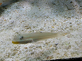 Фото Mural goby