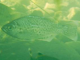 Фото Kuhlia sauvagii