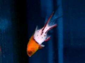 Фото Lyretailed hogfish
