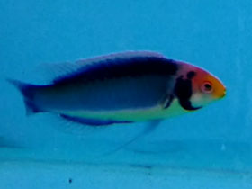 Фото Red-eyed wrasse