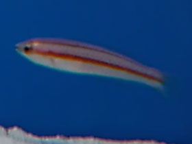 Фото White-striped hogfish