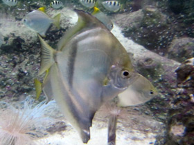 Фото African moony