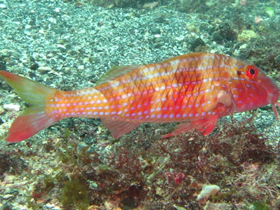Фото West African goatfish