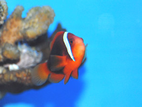 Фото Томатная анемоновая рыба-клоун