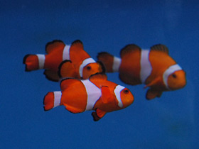Фото Ocellaris clownfish