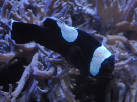 Фото Saddleback clownfish