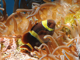 Фото Spinecheek anemonefish