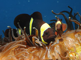 Фото Шипощекая анемоновая рыба