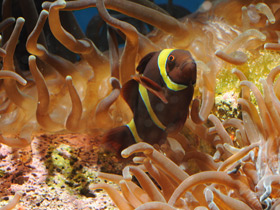 Фото Spinecheek anemonefish