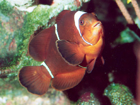 Фото Spinecheek anemonefish