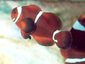 Фото Spinecheek anemonefish