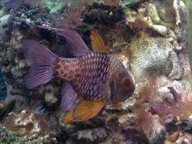 Фото Spotted cardinalfish