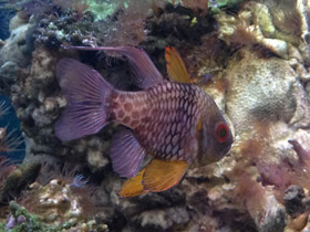 Фото Spotted cardinalfish