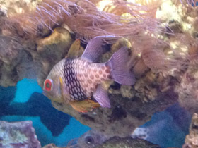 Фото Orbiculate cardinalfish