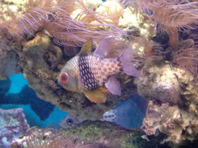 Фото Orbiculate cardinalfish