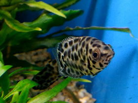 Фото Leopard Bushfish