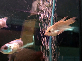 Фото Black paradisefish
