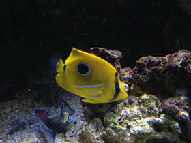 Фото Bennett’s butterflyfish