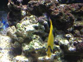 Фото Bennett’s butterflyfish