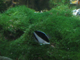 Фото Burgess' Butterflyfish
