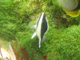 Фото Burgess' Butterflyfish