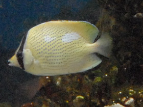 Фото Speckled butterflyfish