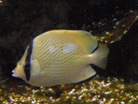 Фото Speckled butterflyfish