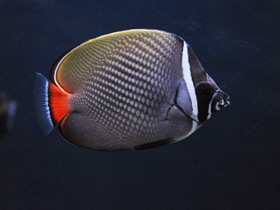 Фото Red-tailed butterflyfish