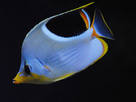 Фото Saddle butterflyfish