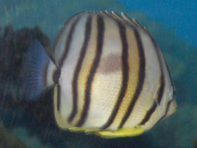 Фото Eight-banded butterflyfish