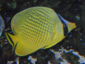 Фото Latticed butterflyfish