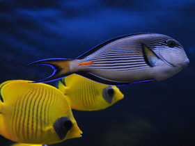 Фото Blue-cheeked butterflyfish