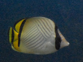 Фото Vagabond butterflyfish