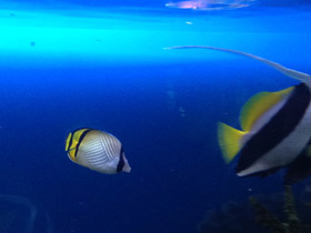 Фото Vagabond butterflyfish