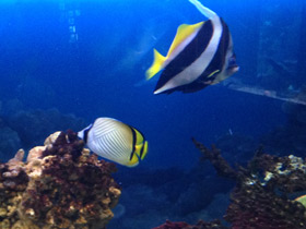Фото Vagabond butterflyfish