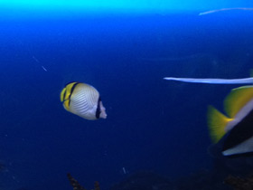 Фото Vagabond butterflyfish