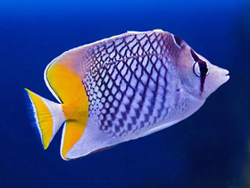 Фото Pearlscale butterflyfish