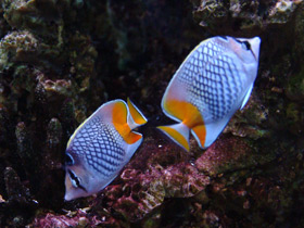 Фото Pearlscale butterflyfish