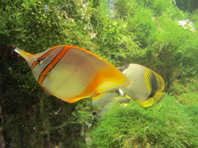Фото Margined Coralfish