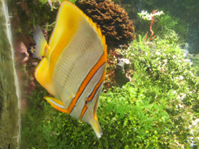 Фото Margined Coralfish