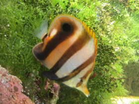 Фото Blackfin coralfish