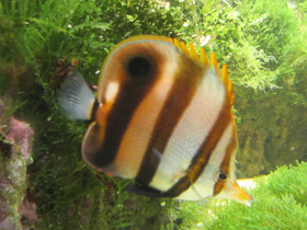 Фото Blackfin coralfish