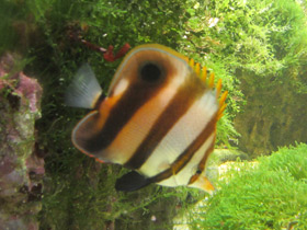 Фото Blackfin coralfish
