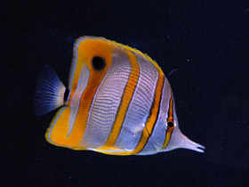Фото Copperband butterflyfish