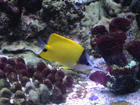 Фото Yellow longnose butterflyfish